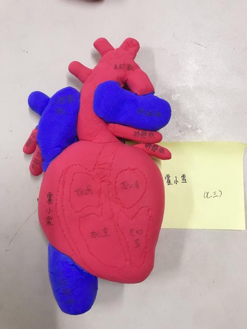 2018级红旗班生物心脏模型制作