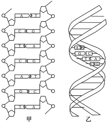 【推荐2】如图是dna片段的结构图,请据图完成问题