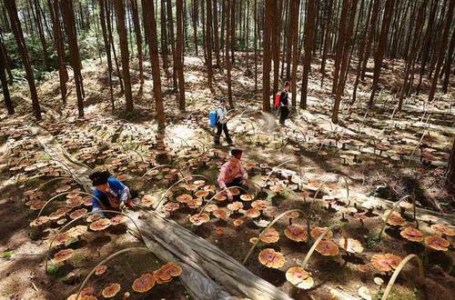 当地群众正忙着对处于生长期的灵芝进行人工除草,增湿,疏蕾等管护作业