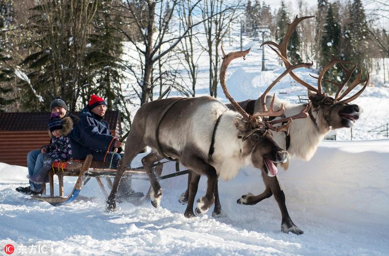 童话之旅!俄罗斯滑雪场可体验鹿拉雪橇