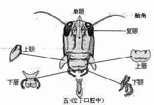 咀嚼式口器