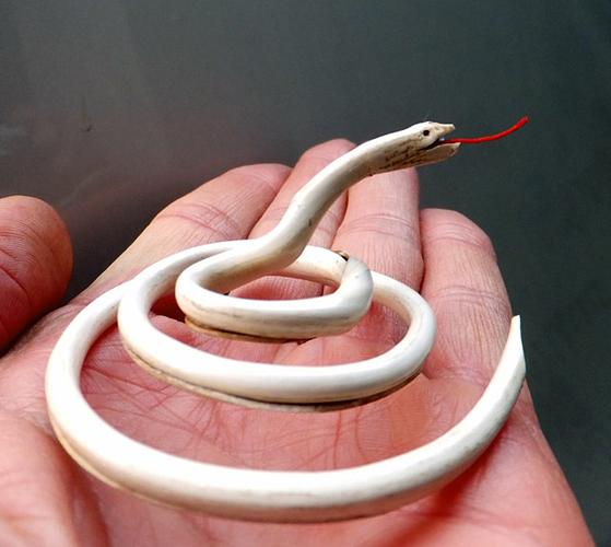 迎蛇年搞笑蛇图欢聚一堂