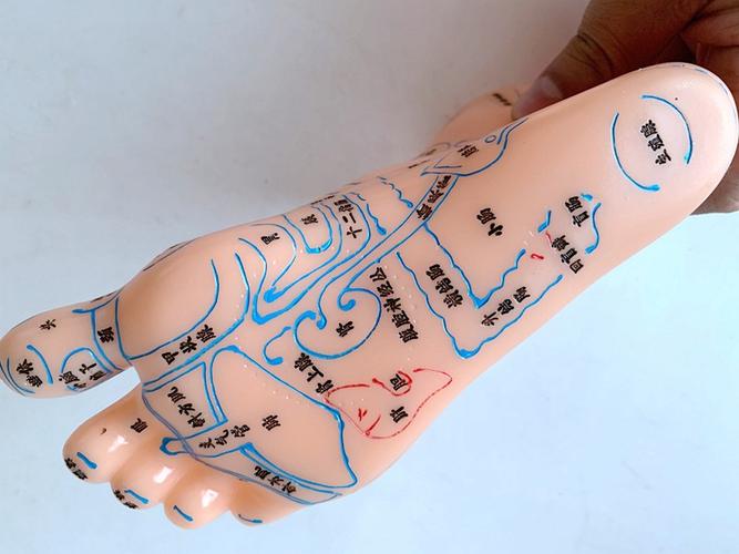 刻字足疗足部脚部足底经络穴位反射区图按摩推拿模型脚底点穴工具