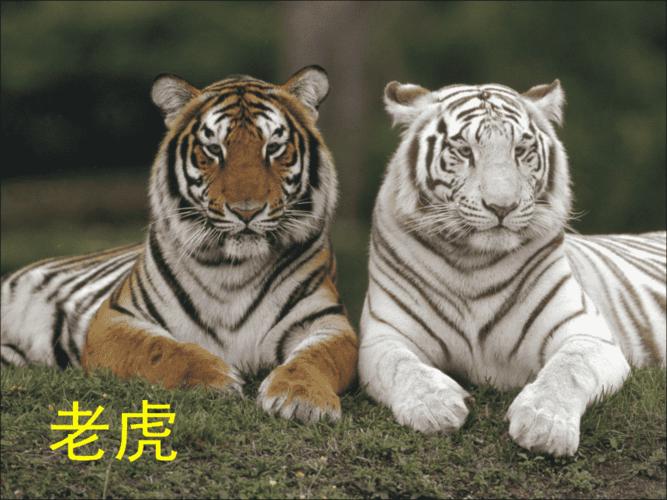 幼儿识物动物图片大全一资料1ppt