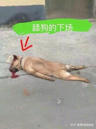 舔狗想追回前女友?