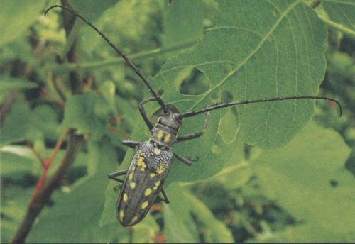 云斑白条天牛-中国昆虫生态-图片