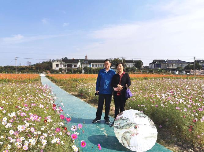 被点亮了秋日浪漫的序曲,常熟福山平巷里的那一片浪漫花海牵动了人们