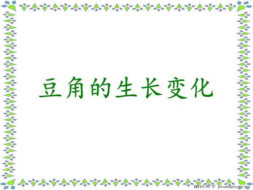 豆角的生长变化.ppt
