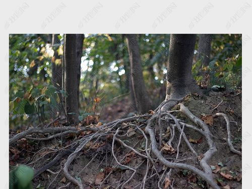 唯美自然风光树林树根特写摄影图