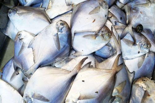 菜市场新鲜银鲳半斤左右50元一斤 摆甲鱼黄链子鱼鲜蛎虾都有上市