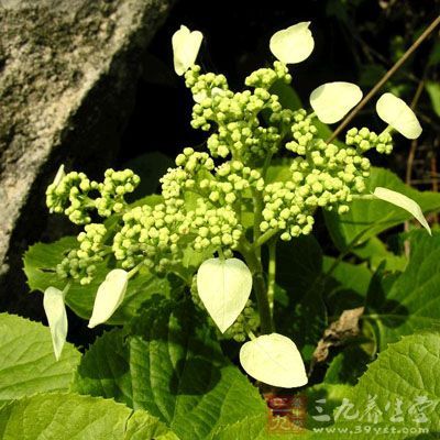 别名   追地枫,桐叶藤,全叶钻地风,利筋藤.