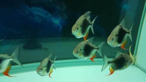 黑桃a全品350—乌鲁木齐观赏鱼