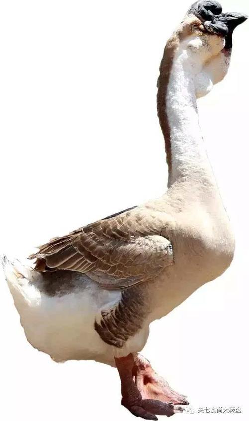 狮头鹅是作为贵族接待贵客而存在的 据说在明清以前 吃鹅肉本就是一种