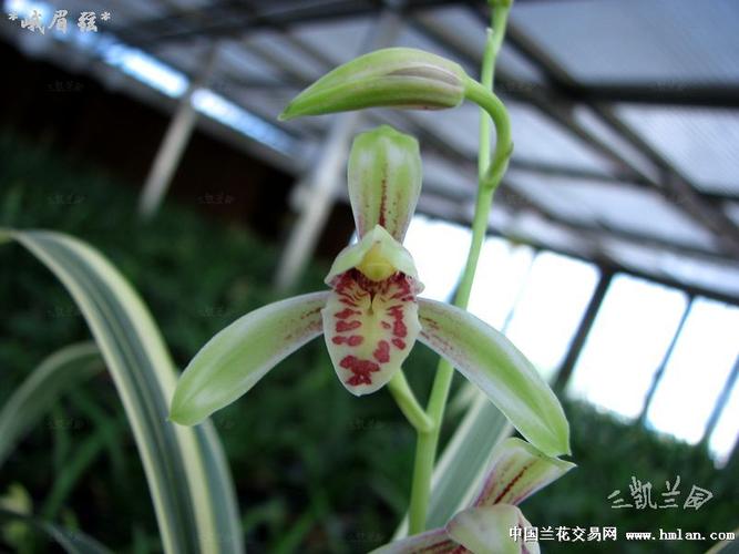 *峨眉弦*-建兰篇-中国兰花交易网社区