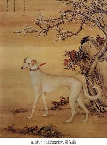 【交月轩拾珍】——郎世宁的十骏犬图
