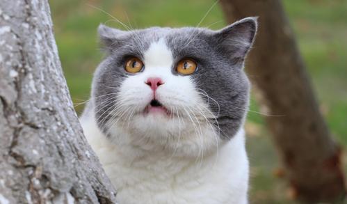 沐米宠物英短蓝白蓝猫高清照片