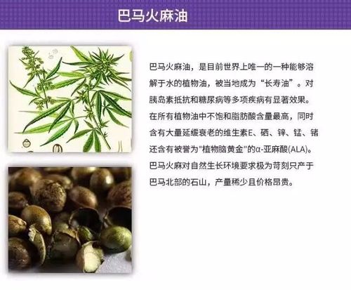 巴马火麻油