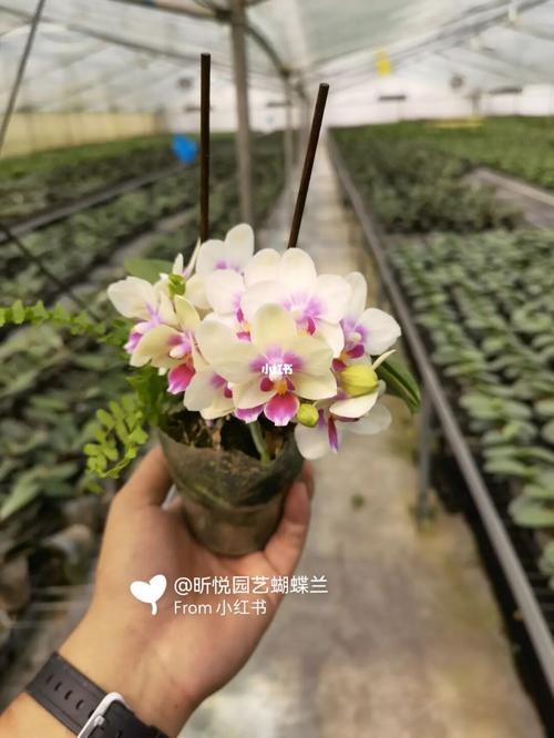 可爱多,多可爱_可爱多_鲜花_蝴蝶兰_点缀生活的鲜花_家居家装_家居