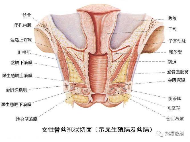 解剖收藏丨女性生殖系统,乳腺解剖图谱