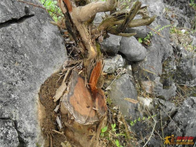 求这种茎带刺的树名(增加更详细的图片了,是黄桑木还是柘木?