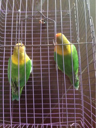 牡丹鹦鹉怎么分公母(除了摸pp)