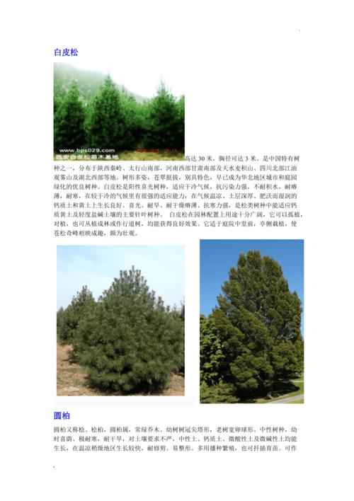 北方常用园林常绿树种介绍