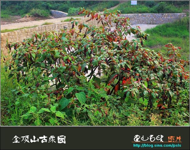山中的野生植物叫做红参