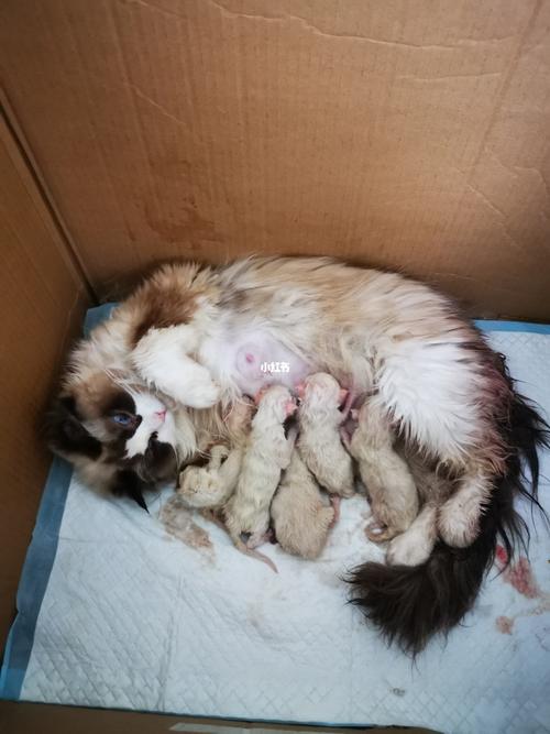 猫咪生产 破羊水 等待中_猫咪_宫缩_猫咪生产_宠物_猫