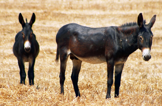 有人说骡子怀孕必死,这是真的吗?