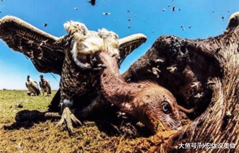 世界上最脏的3个动物,第一名已经不能用"臭"形容,吃饭