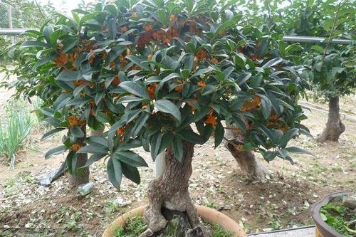 0/棵 四季桂 各种桂花,大小都有,品种齐全