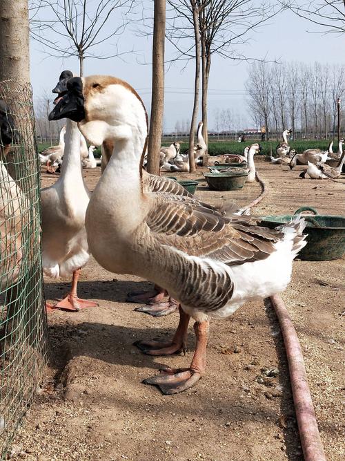 狮头鹅苗 能长30斤的纯种狮头鹅