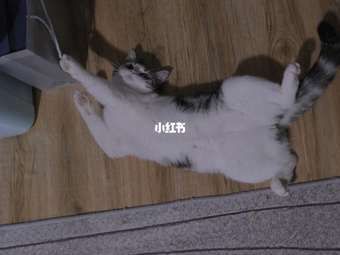 虽然被勾住了,也要假装镇定_宠物_宠物_猫