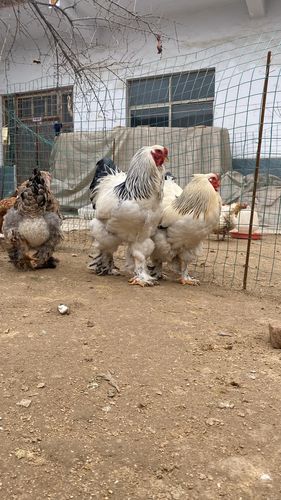 [婆罗门批发] 婆罗门,观赏鸡,等等一系列价格60元/只 - 惠农网