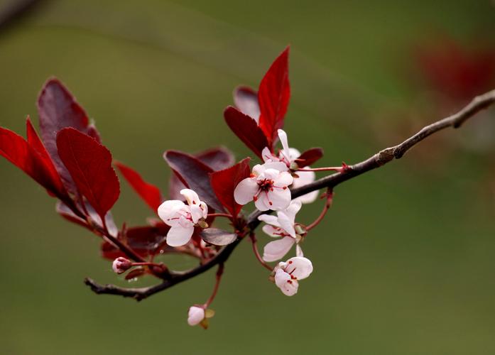 最近看到公园里又一种低矮的紫叶李树开花了,虽在树的标识牌上都