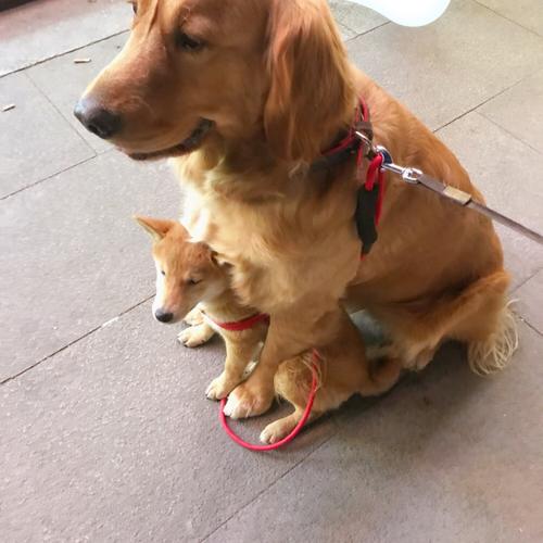 金毛 柴犬_金毛_柴犬_宠物_我家宠物最可爱_小红书