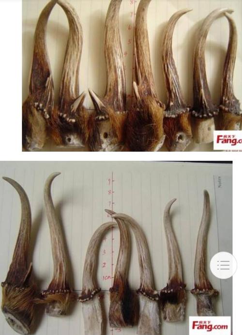 这是什么动物的角?