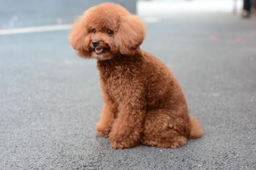 贵宾犬的5种独有造型,你最喜欢哪种?