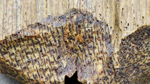 在前面两期公开课中,我们已经说明了沉香的结香原理以及它的基础微观