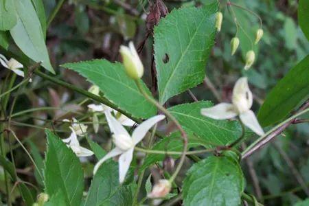 威灵仙的功效与作用,威灵仙可以泡水喝吗|风湿|中草药