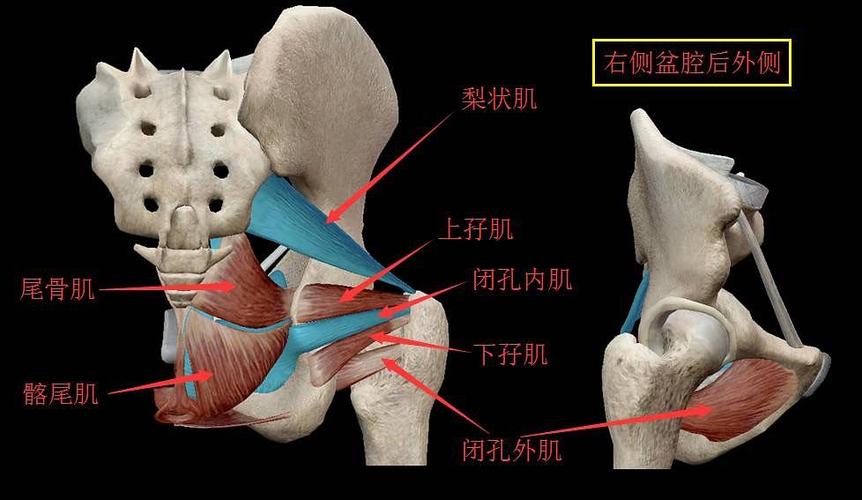 本视频主要学习了盆腔部分肌肉,梨状肌,闭孔内肌,腱弓,尾骨肌,肛提肌