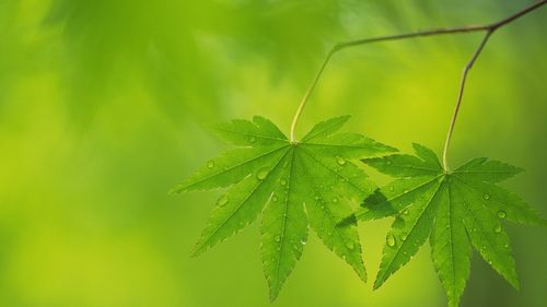 风景壁纸 绿色护眼主题手机壁纸 扫描二维码下载壁纸到手机 直接