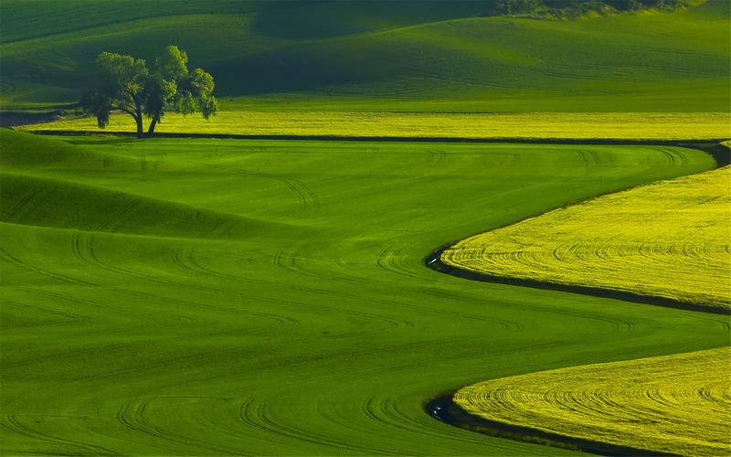 精选一望无垠的绿色原野护眼图片电脑桌面壁纸,风景壁纸,绿色,大自然