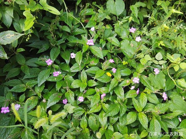 曾是民间的接骨"神药",如今15元一斤成稀罕货,老农民