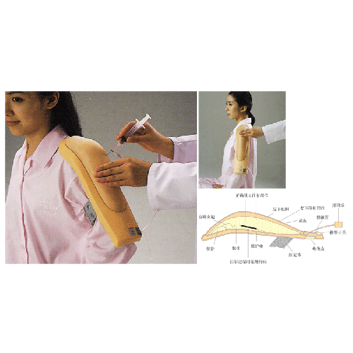 供应高级电子上臂肌肉注射训练模型 护理训练模型 医疗教学模型