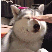 对,就这样,动作轻柔点看吧,摸狗头,揉狗脸就这样双重治愈了!