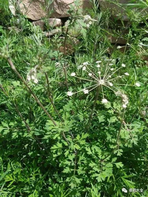 石防风的功效与作用