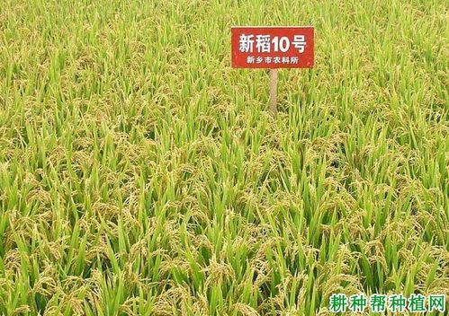 新稻10号水稻品种好不好