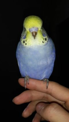 去掉猫和狗还有什么动物会跟人玩