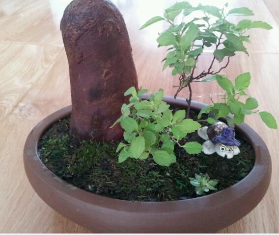 办公桌植物室内桌面盆栽 香木盆景 造型古怪 香味如同